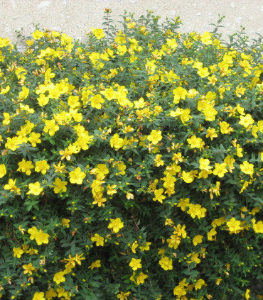 Hypericum Hidcote / Millepertuis Hidcote