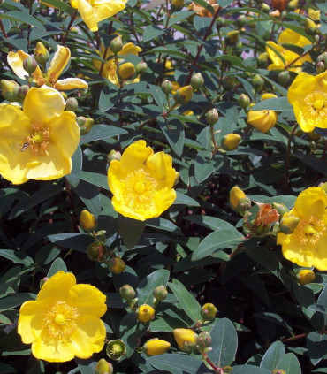 Hypericum Hidcote / Millepertuis Hidcote
