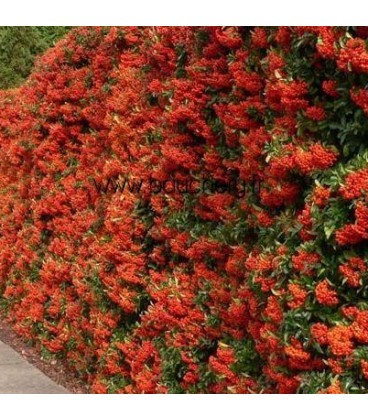 PYRACANTHA fruits rouges / BUISSON ARDENT ROUGE
