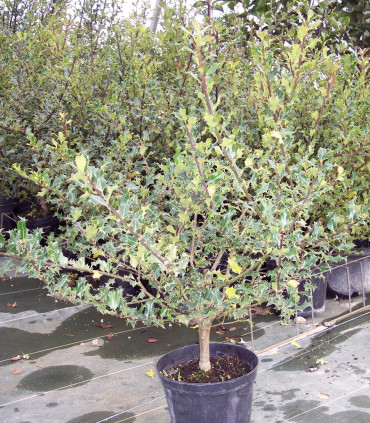 Ilex Aquifolium / Houx Vert (Commun)