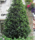Ilex Aquifolium / Houx Vert (Commun)