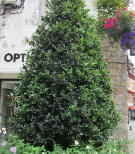 Ilex Aquifolium / Houx Vert (Commun)