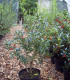 Ilex Aquifolium Alaska / Houx Alaska Vert
