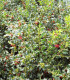 Ilex Aquifolium Alaska / Houx Alaska Vert