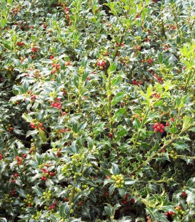Ilex Aquifolium Alaska / Houx Alaska Vert