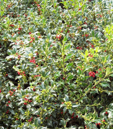 Ilex Aquifolium Alaska / Houx Alaska Vert