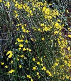 Jasminum Nudiflorum / Jasmin Nudiflorum (D'Hiver)