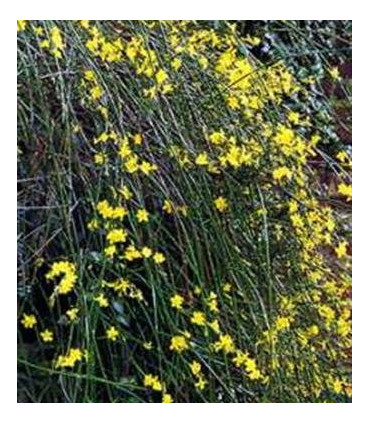 Jasminum Nudiflorum / Jasmin Nudiflorum (D'Hiver)