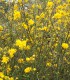 Kerria Japonica Pleniflora / Corete Du Japon Fleurs Doubles