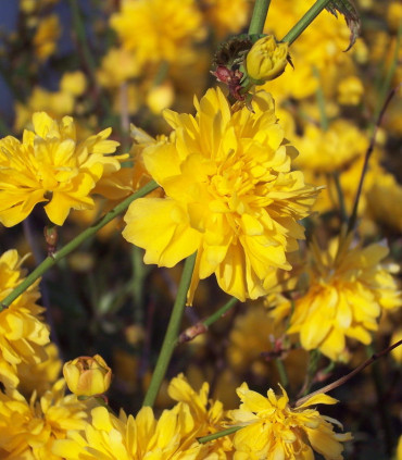 Kerria Japonica Pleniflora / Corete Du Japon Fleurs Doubles