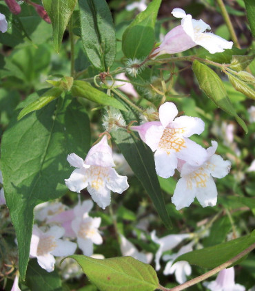 Kolkwitzia Amabilis