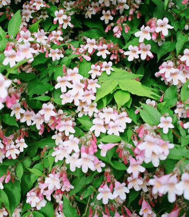 Kolkwitzia Amabilis