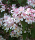 Kolkwitzia Amabilis