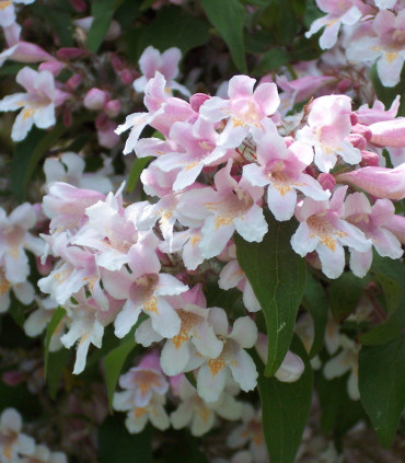 Kolkwitzia Amabilis