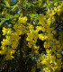 Laburnum Anagyroides / Cytise