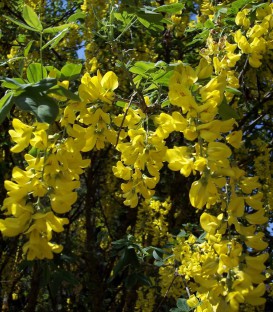 Laburnum Anagyroides / Cytise