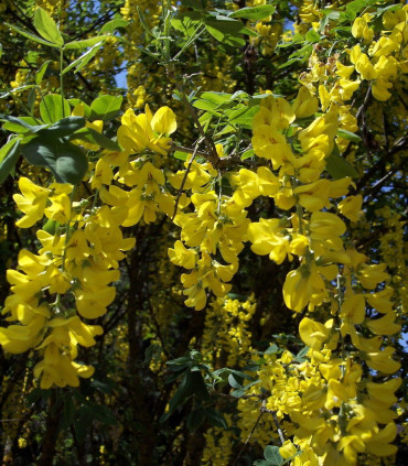 Laburnum Anagyroides / Cytise