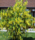 Laburnum Anagyroides / Cytise