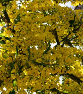 Laburnum Anagyroides / Cytise Commun