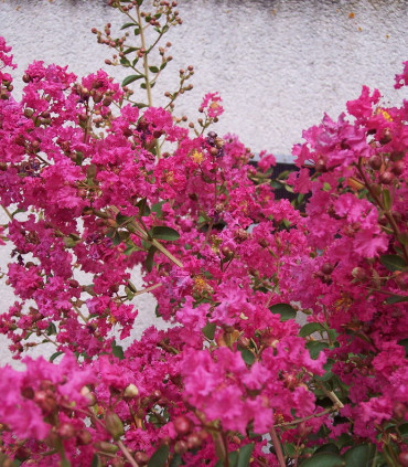 Lagerstroemia Indica / Lilas Des Indes Fleurs Rouges