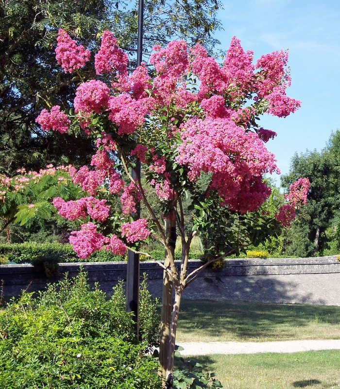 LAGERSTROEMIA ROUGE / LILAS DES INDES ROUGE