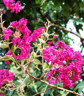 Lagerstroemia Indica / Lilas Des Indes Fleurs Rouges