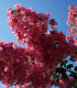 Lagerstroemia Indica / Lilas Des Indes Fleurs Rouges