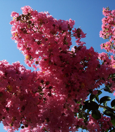 Lagerstroemia Indica / Lilas Des Indes Fleurs Rouges