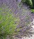 Lavandula Angustifolia Hidcote / Lavande Hidcote