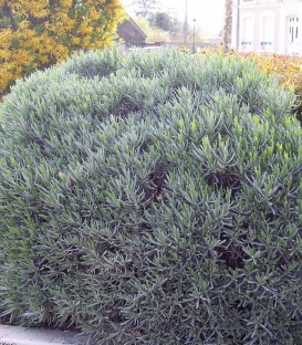 Lavandula Intermedia Dutch / Lavande Dutch Lavander