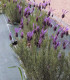 Lavandula Stoechas Pedunculata / Lavande Papillon