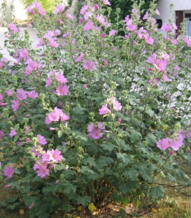 Lavatera Rosea / Lavatere