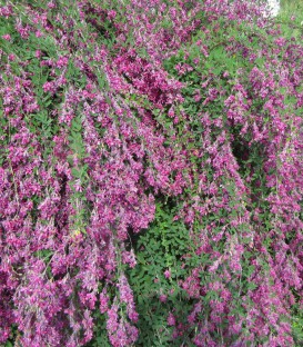 Lespedeza Thunbergii / Desmodium