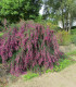 Lespedeza Thunbergii / Desmodium