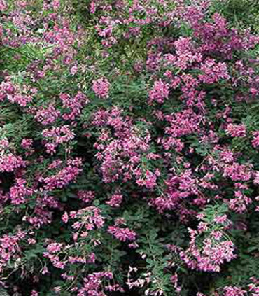 Lespedeza Thunbergii / Desmodium