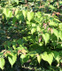 Leycesteria Formosa / Arbre à faisans