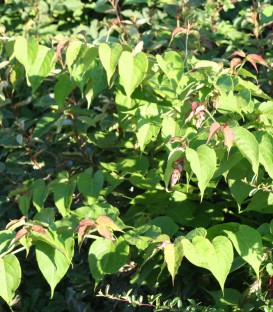 Leycesteria Formosa / Arbre à faisans
