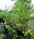 Leycesteria Formosa / Arbre à faisans