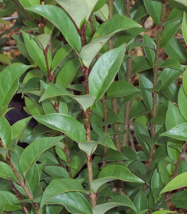 Ligustrum Japonicum / Troene Du Japon