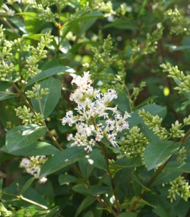 Ligustrum Ovalifolium / Troene Vert de Californie
