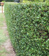 Ligustrum Ovalifolium / Troene Vert de Californie