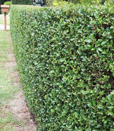 Ligustrum Ovalifolium / Troene Vert de Californie