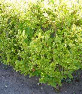 Ligustrum Ovalifolium Aureum / Troene Panache Jaune