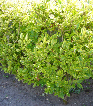 Ligustrum Ovalifolium Aureum / Troene Panache Jaune