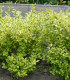 Ligustrum Ovalifolium Aureum / Troene Panache Jaune