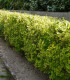Ligustrum Ovalifolium Aureum / Troene Panache Jaune
