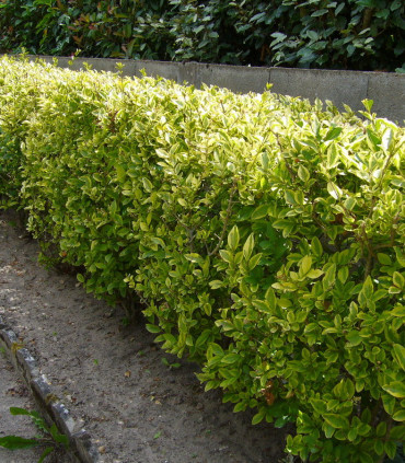 Ligustrum Ovalifolium Aureum / Troene Panache Jaune