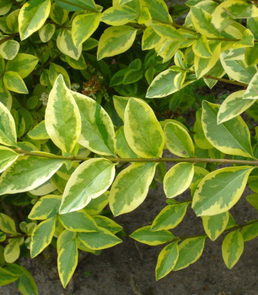 Ligustrum Ovalifolium Aureum / Troene Panache Jaune