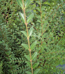 Ligustrum Sinense / Troene de Chine