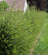 Lonicera Nitida